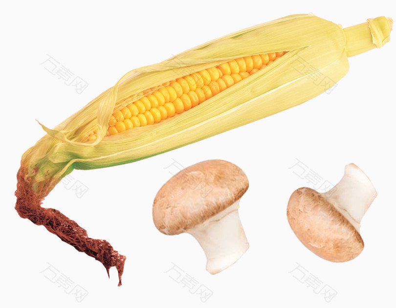 成熟玉米素材
