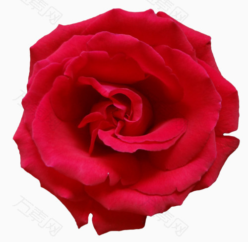 红色高清浪漫玫瑰花