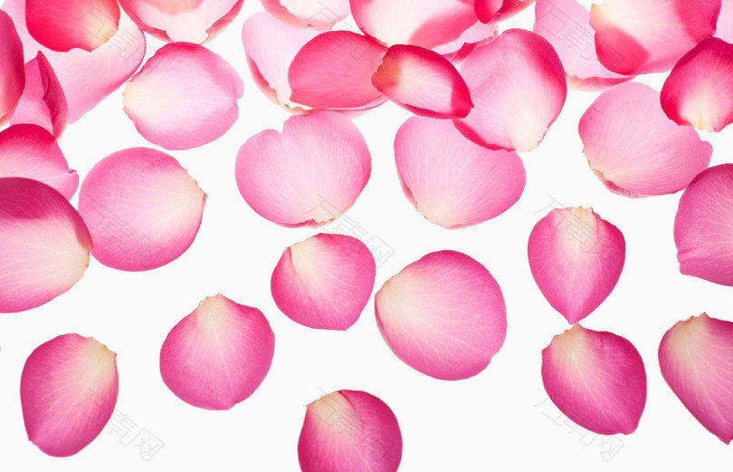 精美粉色玫瑰花瓣