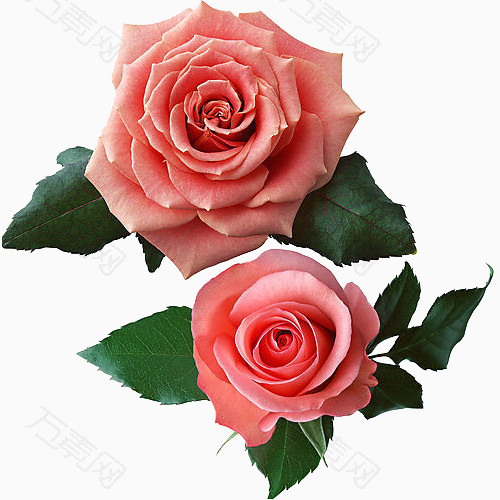 粉玫瑰装饰元素