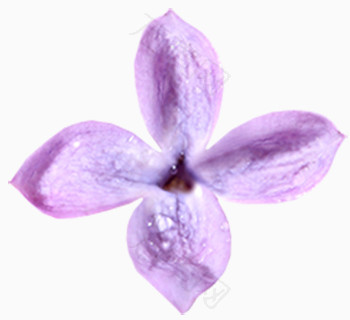 紫花装饰素材