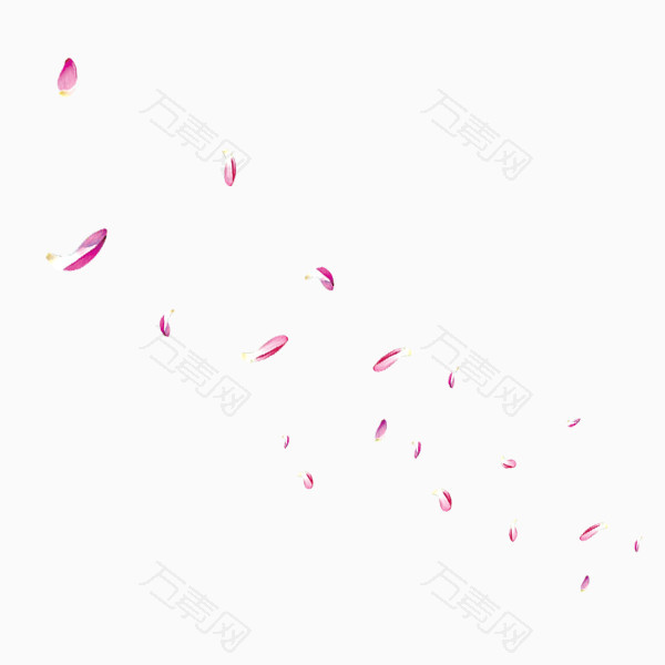散落紫色玫瑰花瓣