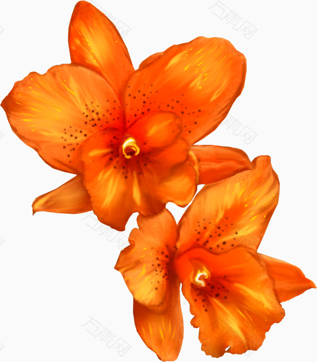 橙色鲜花