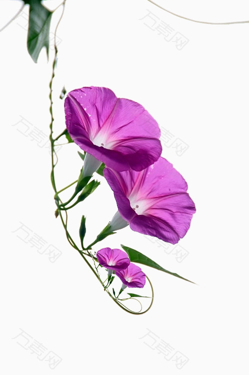 牵牛花粉紫色的花绿叶