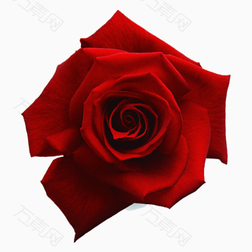 清新唯美红色玫瑰花