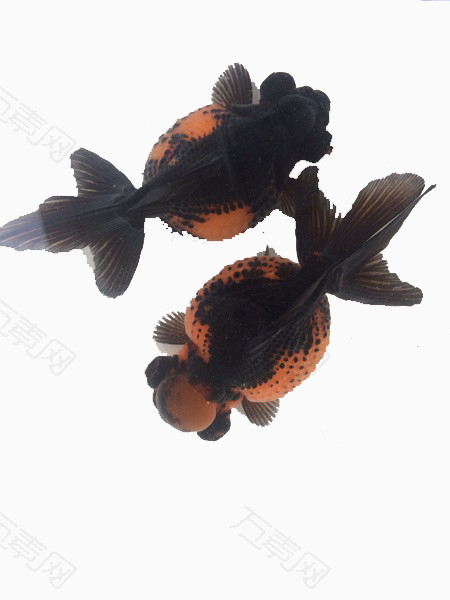 金黑色花斑金鱼