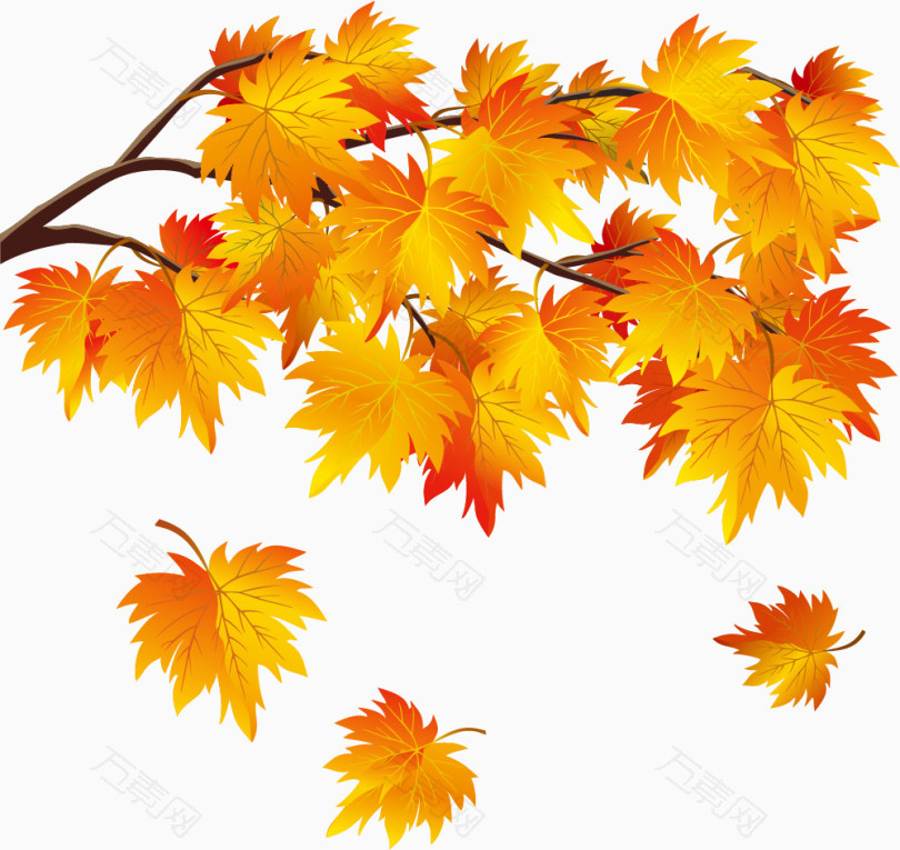 秋天的枫树矢量元素免抠素材