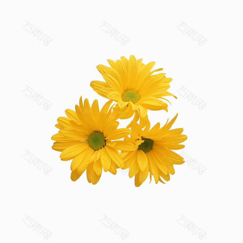 三朵黄色菊花