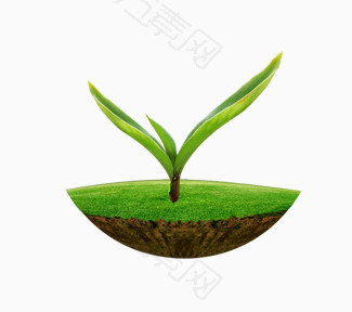 种植在土壤中的发芽植物绿色环保