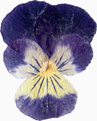 超唯美压花干花深紫色花朵花瓣