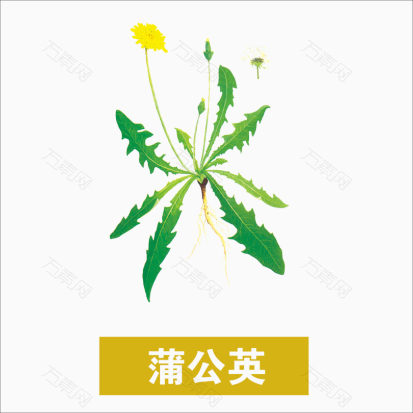 草药