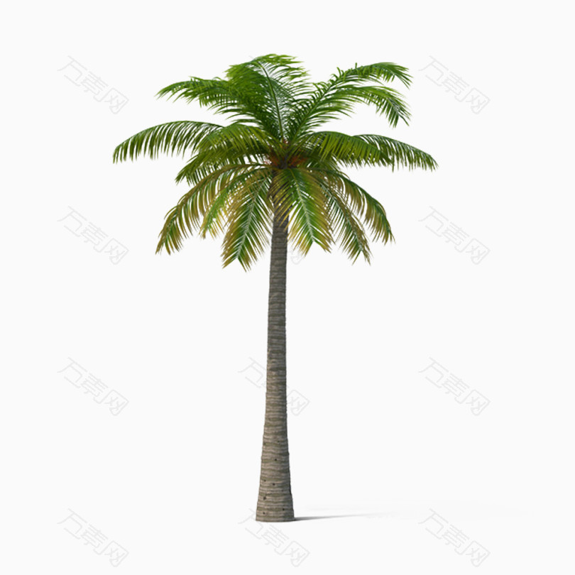 棕榈树木