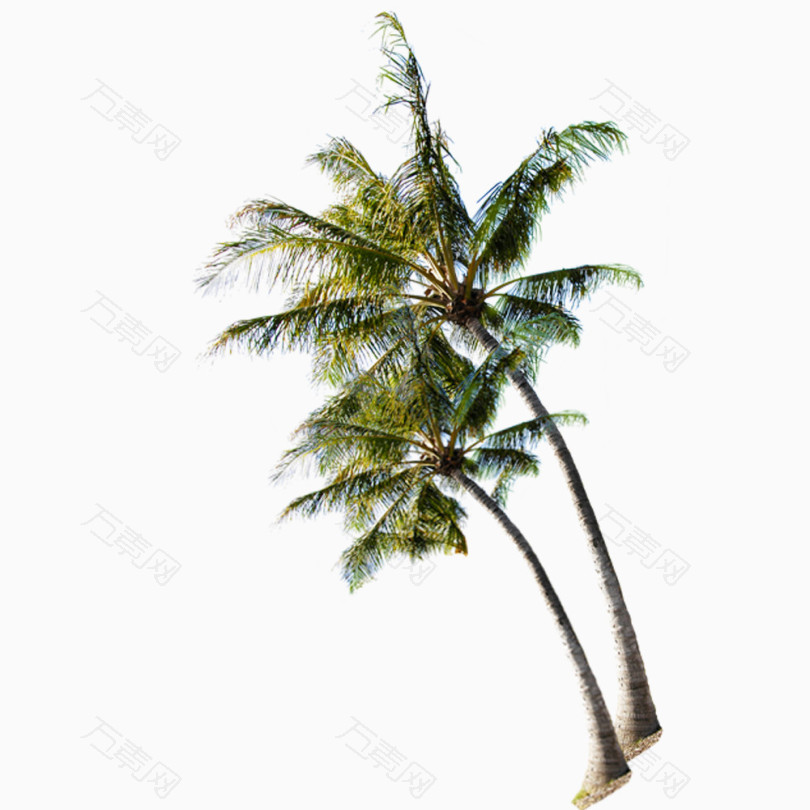 夏日海滩上的椰子树