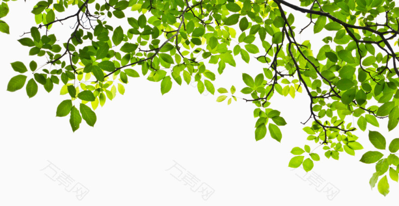 春天树叶背景素材高清图片