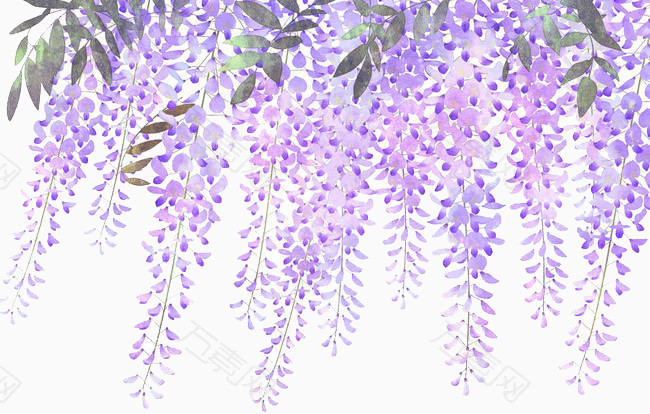 手绘淡紫色藤萝花