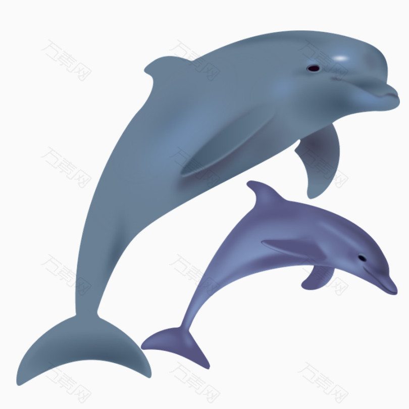 海豚宝宝矢量图