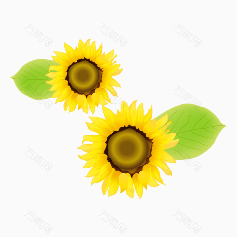 黄色花朵菊花绿叶