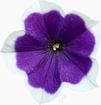蓝紫花装饰素材