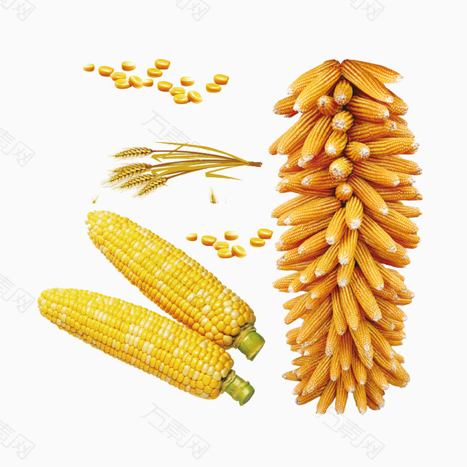 玉米高粱素材