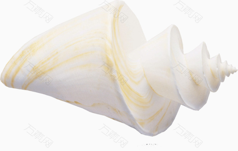 白色的海螺