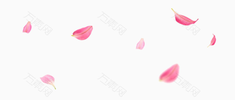 粉色的散落花瓣