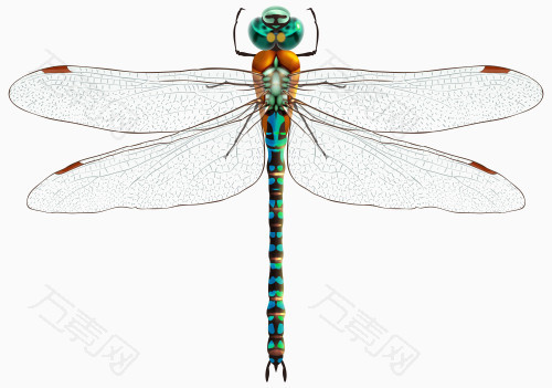 透明翅膀的绿蜻蜓