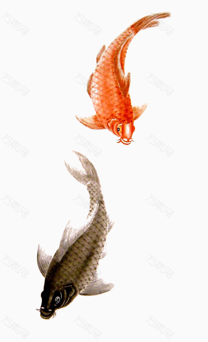 两条锦鲤金鱼