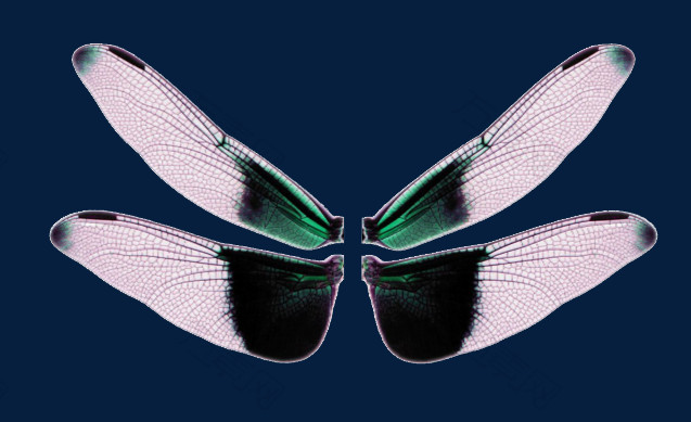 羽毛翅膀彩色翅膀蜻蜓翅膀
