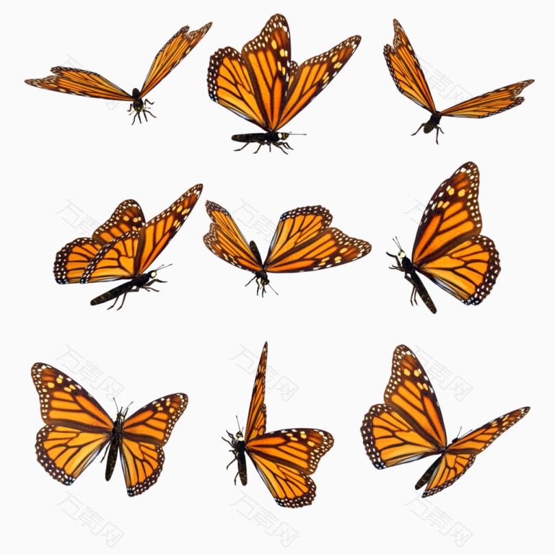 各种飞行姿势的黄蝴蝶