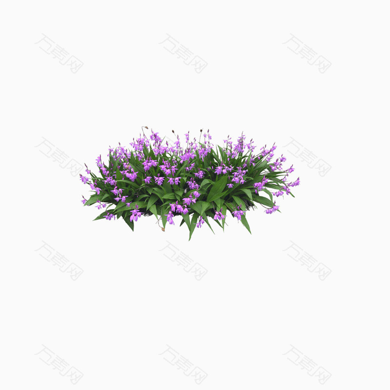 花卉盆景绿叶紫花
