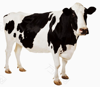 一只大大的奶牛站着