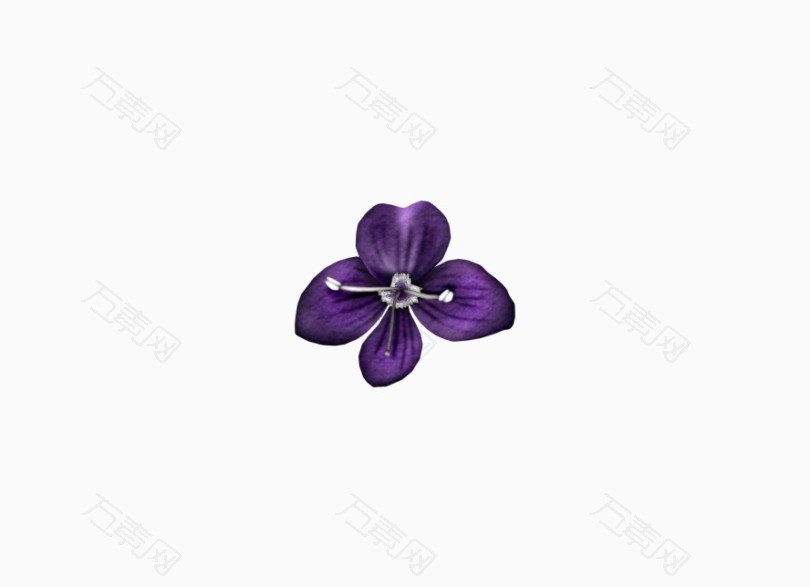 深紫色花朵开花
