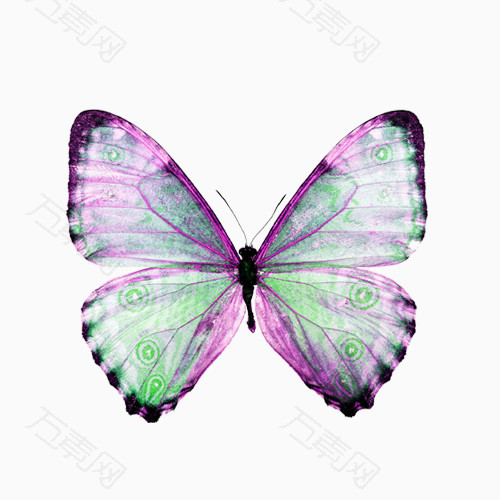 炫紫色的蝴蝶
