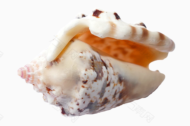 奇特的海贝壳