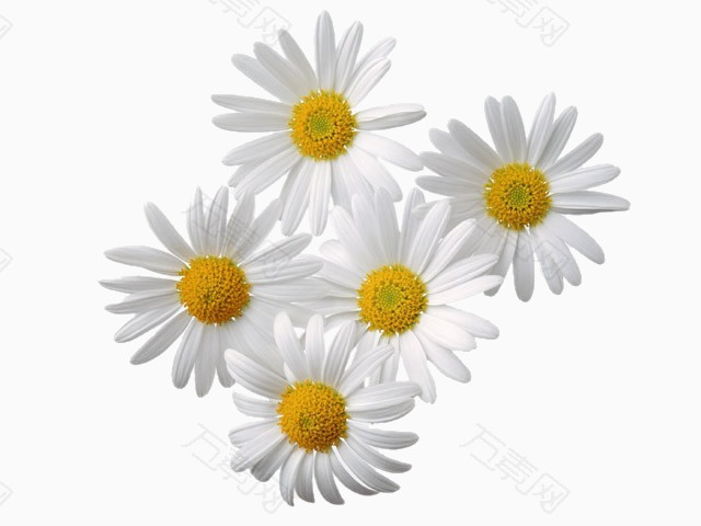 五朵白色菊花