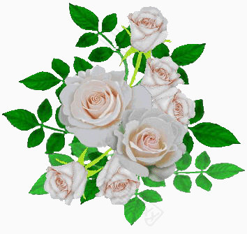 白玫瑰月季