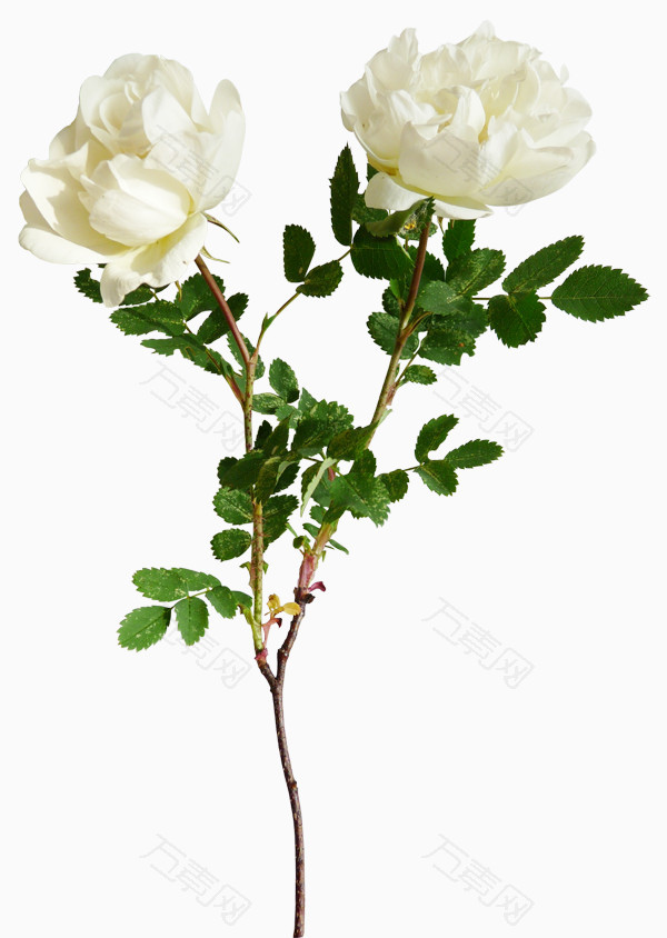 白色唯美两枝花