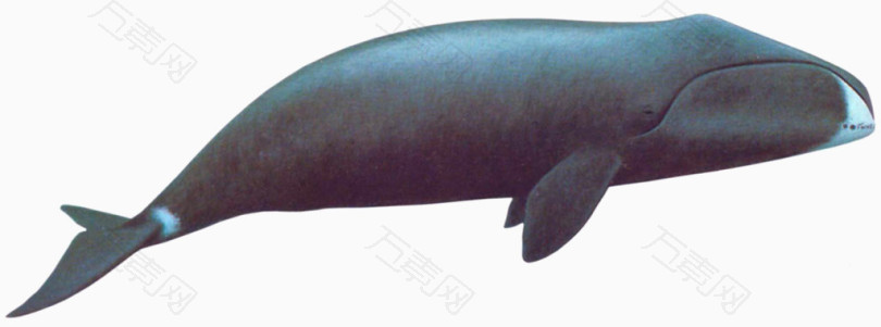 哺乳动物鲸鱼