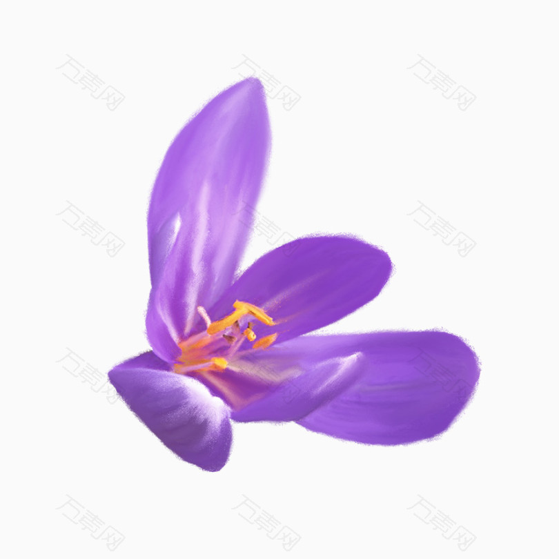 紫花图片素材