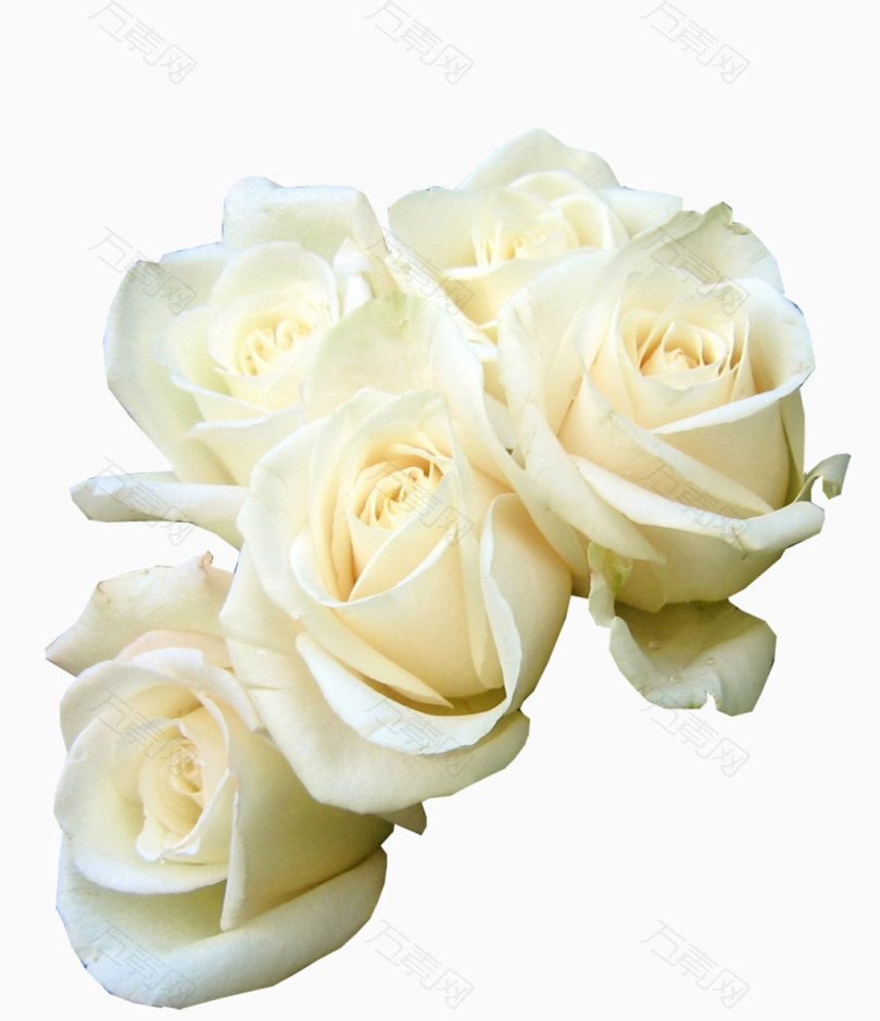 白玫瑰花束花朵