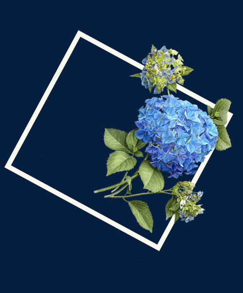 手绘蓝色的花