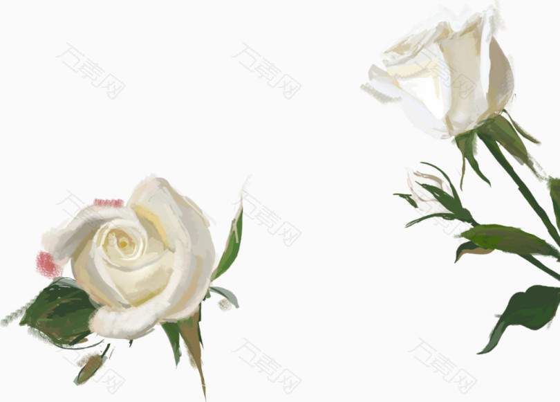 白色手绘玫瑰花