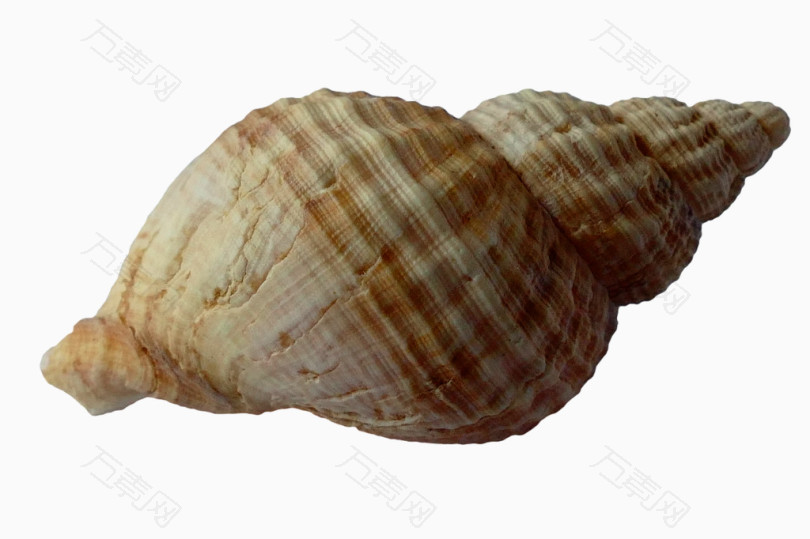 条纹海螺壳