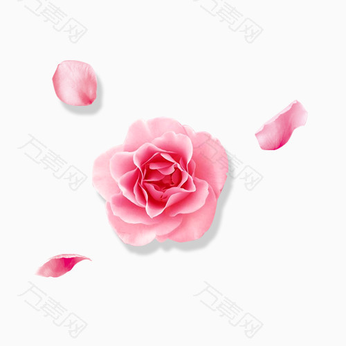粉色玫瑰花漂浮花瓣