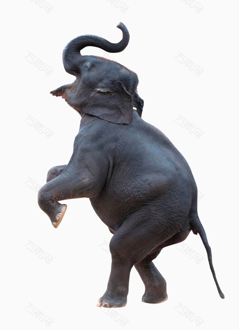 站起来的大象