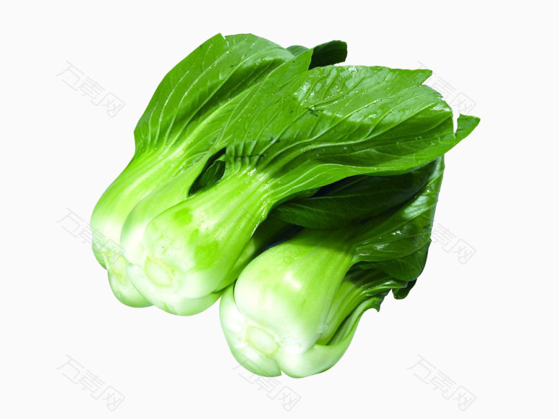 绿色油菜