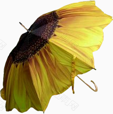 黄菊花雨伞
