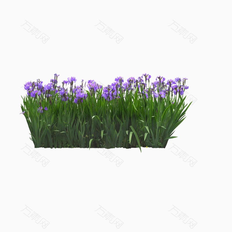 花卉盆景绿叶紫色的花