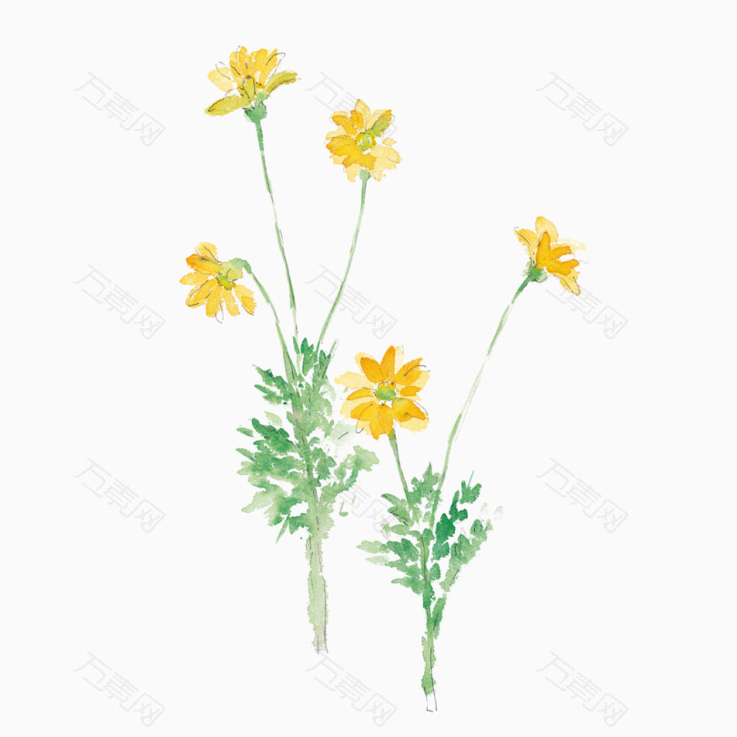 手绘黄色艺术菊花