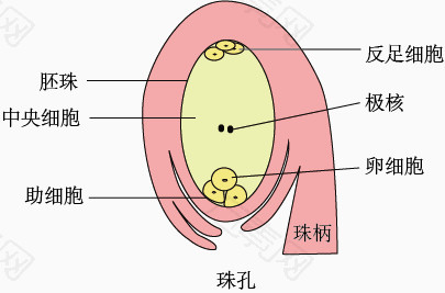 胚珠示意图